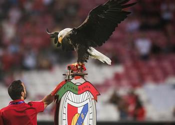 بنفيكا يخضع لتحقيقات بتهمة التلاعب بالنتائج على مدى 4 سنوات